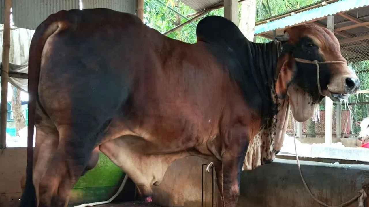 ৬ লাখ টাকার ‘ক্রিস গেইল’ নিয়ে তোলপাড়, দেখলেই চমকে যাচ্ছেন ক্রেতারা