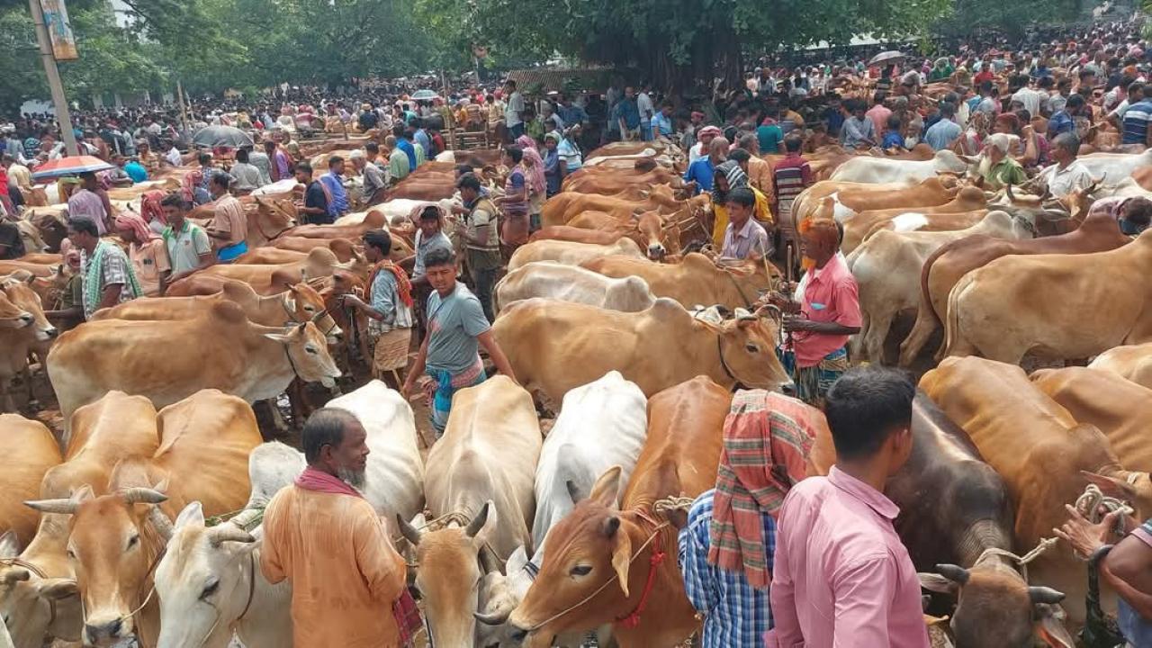 গরুর হাট